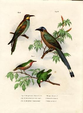 European Bee-eater 1864