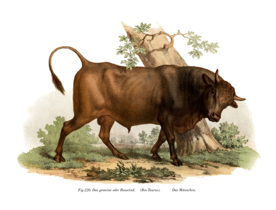 European cattle von German School, (19th century)