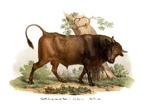 European cattle 1860