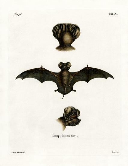 European Free-tailed Bat von German School, (19th century)