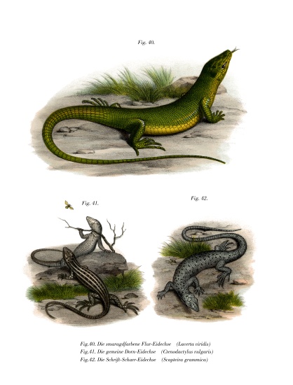 European Green Lizard von German School, (19th century)