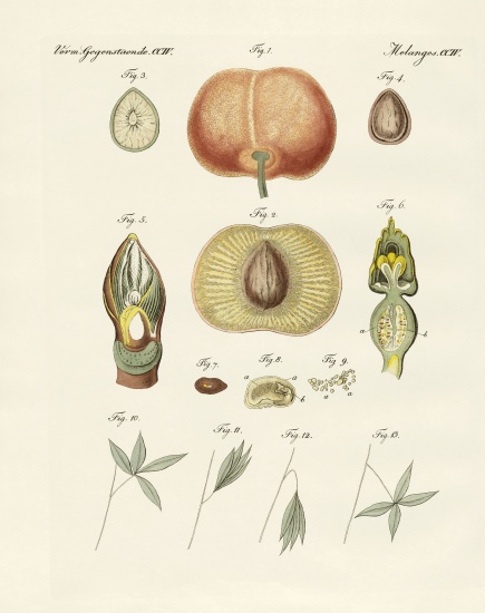 Evolution and reproduction of plants and sleep of the leaves von German School, (19th century)