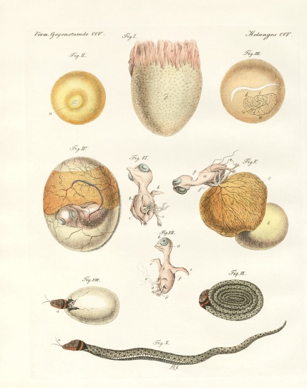 Evolution of hens, pigeons and snake from eggs von German School, (19th century)