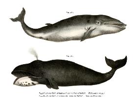Fin Whale 1860