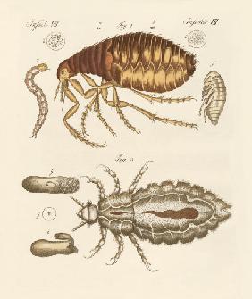 Fleas and bugs