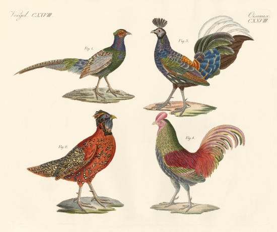 Foreign birds von German School, (19th century)