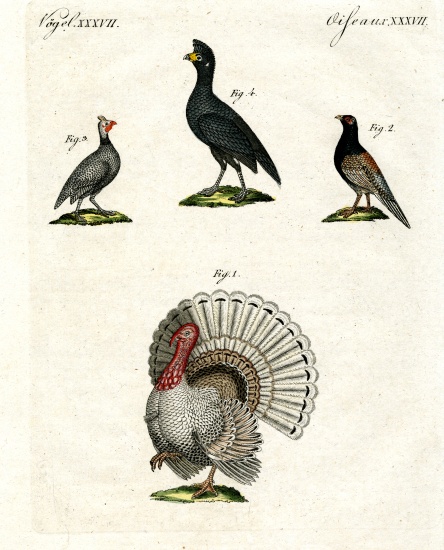 Foreign domestic poultry von German School, (19th century)