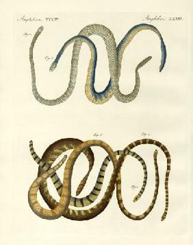 Foreign kinds of blindworms