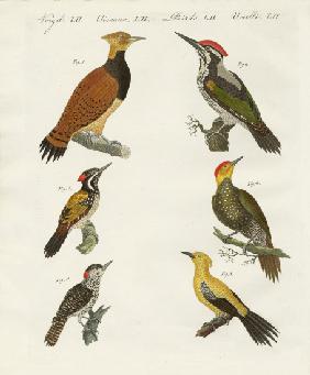Foreign wookpeckers