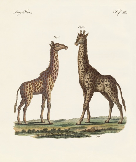 Four-footed Animals von German School, (19th century)