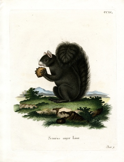 Fox Squirrel von German School, (19th century)