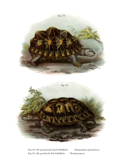 Geometric Tortoise von German School, (19th century)