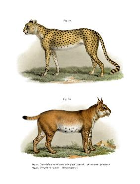 Gepard 1860