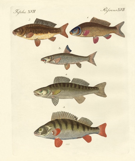 German sea fish von German School, (19th century)