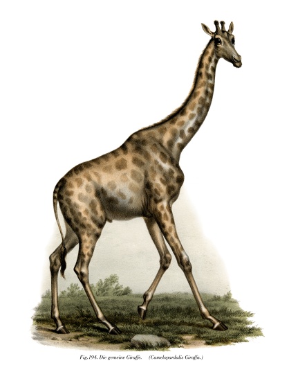 Giraffe von German School, (19th century)