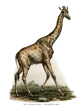Giraffe 1860
