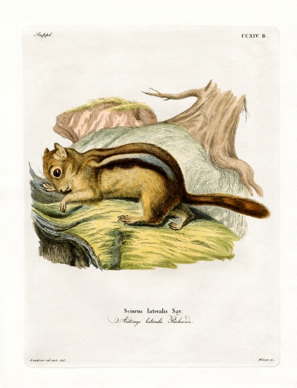 Golden-mantled Ground Squirrel von German School, (19th century)