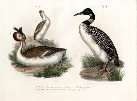 Great Crested Grebe 1864