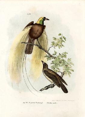 Greater Bird of Paradise 1864