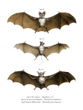 Greater False Vampire Bat 1860