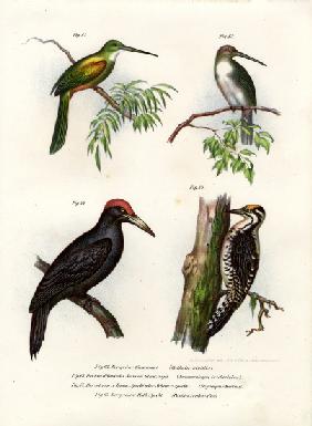 Green-tailed Jacamar 1864