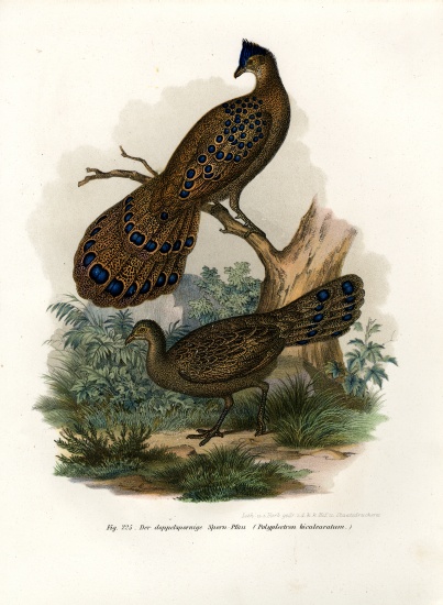 Grey Peacock-Pheasant von German School, (19th century)