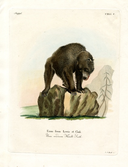 Grizzly Bear von German School, (19th century)