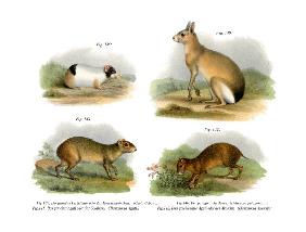 Guinea Pig 1860