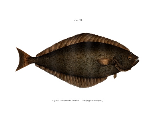 Halibut von German School, (19th century)