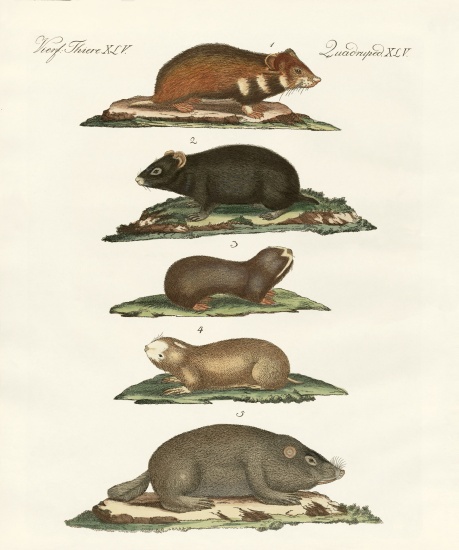 Hamsters and field voles von German School, (19th century)