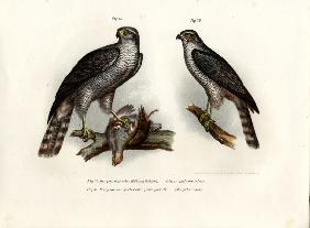 Hawk 1864