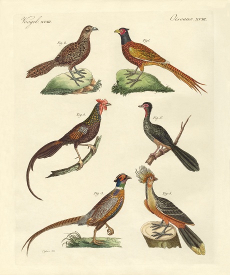 Hen-like birds von German School, (19th century)
