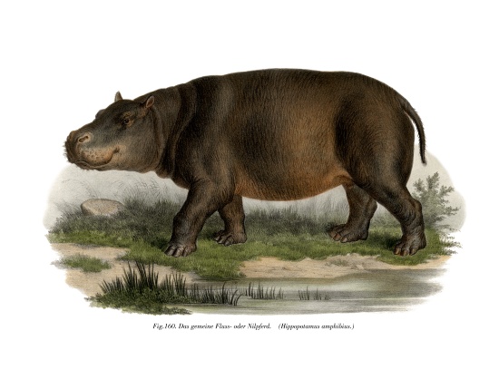 Hippopotamus von German School, (19th century)