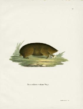 Hottentot Golden Mole