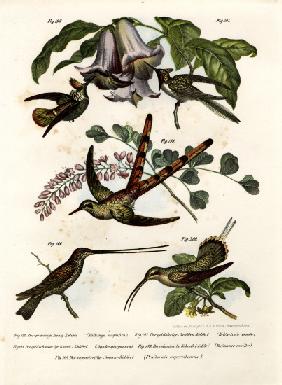 Hummingbird 1864