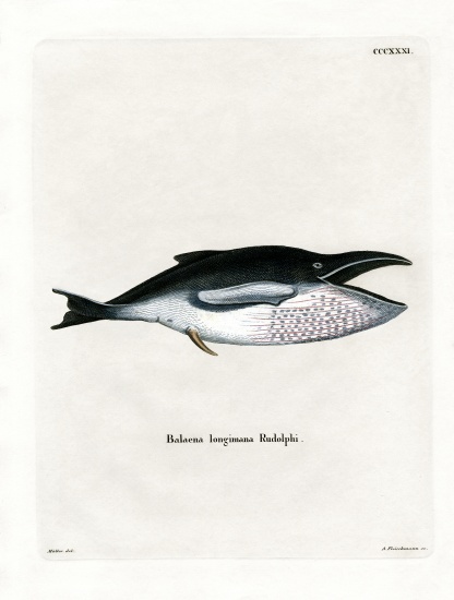 Humpback Whale von German School, (19th century)
