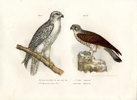 Icelandic Gyrfalcon 1864