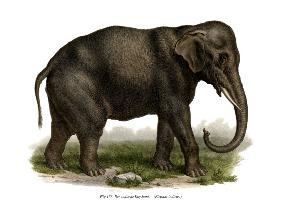 Indian Elephant 1860