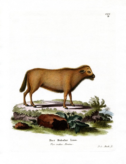 Indian Water Buffalo von German School, (19th century)