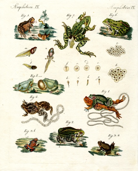 Indigenous frogs and toads von German School, (19th century)