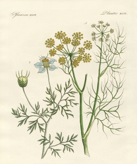 Indigenous spice plants von German School, (19th century)