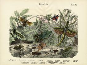 Insects, c.1860