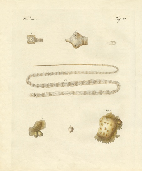 Intestinal worms von German School, (19th century)