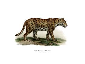 Jaguar 1860
