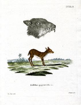 Java Mouse-Deer