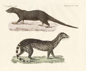 Javanese predators