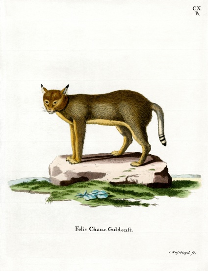 Jungle Cat von German School, (19th century)