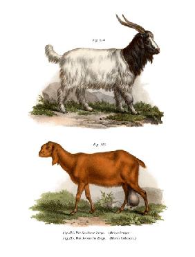 Kashmir Goat 1860