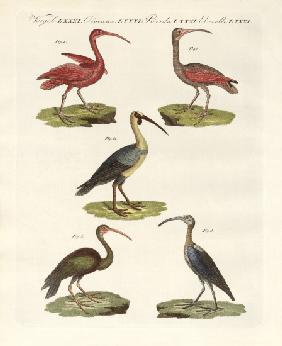 Kinds of ibis