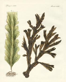 Kinds of seaweed